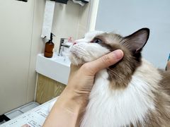 -芭比堂动物医院·24小时·眼科中心(深圳中心)