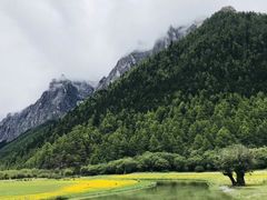 -稻城亚丁景区-冲古草甸