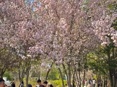-洛阳市隋唐城遗址植物园