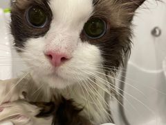 -BABIT巴比特宠物(MOMOPARK店)