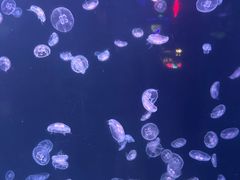 -太平洋海底世界