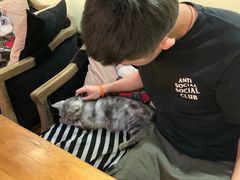 -more than meow吴止猫主题餐厅(承德 中船汇店)