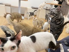-有喵·猫咖·狗咖·30几只猫10只小狗(岗厦店)