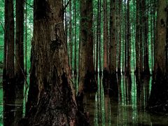 -桤木河湿地公园