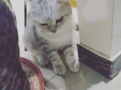 -藏猫猫咖啡主题馆(中央大道店)