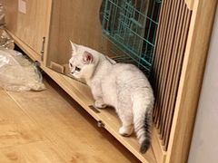 -喵百万·布偶·蓝金金渐层英短·猫舍(百子湾店)