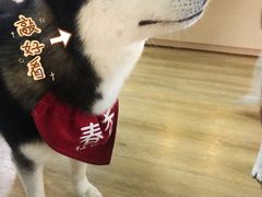 -Husky Go! 哈士奇体验馆·宠物咖啡厅狗咖