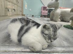 -BABIT巴比特宠物(MOMOPARK店)