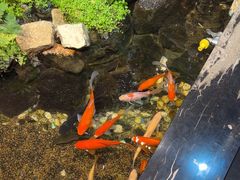 -隐炉和牛烧肉店(群力店)