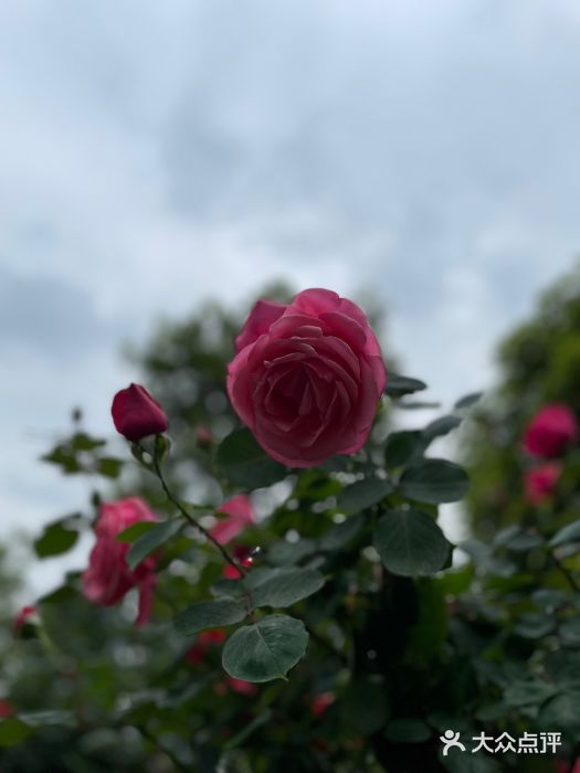 北外滩滨江绿地图片