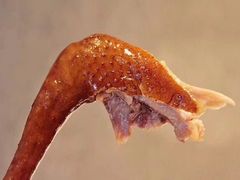 -南粤光明乳鸽(宝安中心店)