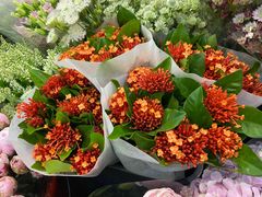 -双季花艺园艺市场(浦东店)