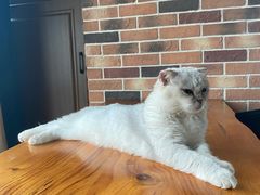 -蓝鲸·缅因猫舍