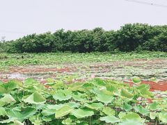 -梁鸿国家湿地公园