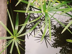 -香园自助小火锅