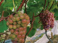 -麦园农庄·西江河鲜