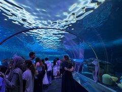 -瑞普利水族馆
