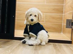 -小尾巴宠物店(万科·金域华庭店)