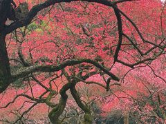 -杭州植物园
