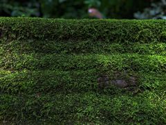 -莫里热带雨林景区