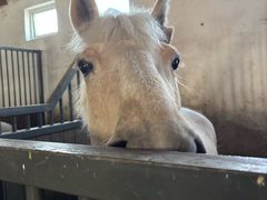 -北京群众马术培训基地