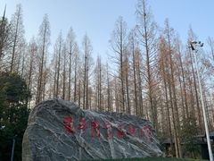 -东平国家森林公园
