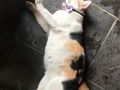 -芭提雅Amporn Seafood自助餐厅