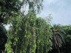 -海珠湖公园