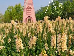 -顺峰山公园