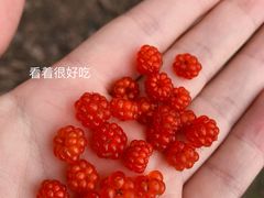 -午潮山国家森林公园