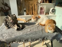 -平行世界·猫咖(首经贸店)