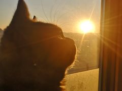 -猫的茶·猫咖