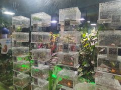 -上海大自然野生昆虫馆(东方明珠·爬宠昆虫探索中心)
