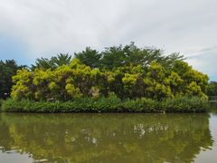 -大湾区中央湿地公园