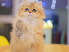 -柚子猫舍·精品猫舍购猫·猫咪认养·购宠·宠物店