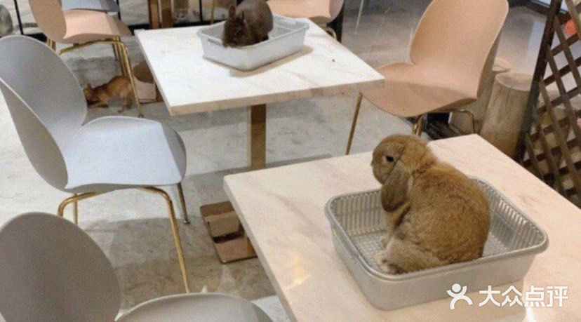 ☀️快来和萌宠们一起过六一吧☀️