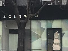 -BLACKSWAN黑天鹅(环球店)