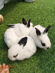 -萌宠亲子动物乐园(槐房万达店)