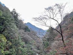 -朱雀国家森林公园