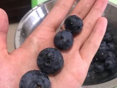-正德顺順德雙皮奶(中信店)