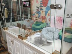 -糯米喵星人总部直营旗舰店·猫舍·幼猫出售