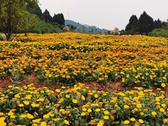 -中国香山·寿香谷