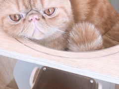 -飞行喵MR PILOT|猫舍·猫咖(静安大融城店)