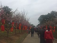 -天适樱花悠乐园