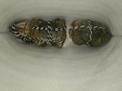 -七的湖·晚芳亭·阳澄湖农家菜·大闸蟹(莲花岛店)