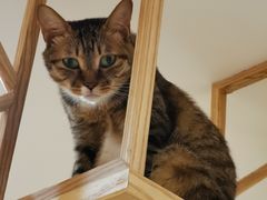 -滚猫咖啡·猫咖·猫友好撸猫(未来城店)