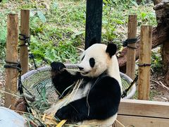 -广州长隆欢乐世界