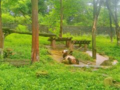 -都江堰中华大熊猫苑