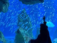-海合安成都极地海洋公园