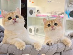 -lincat·猫舍(广州店)